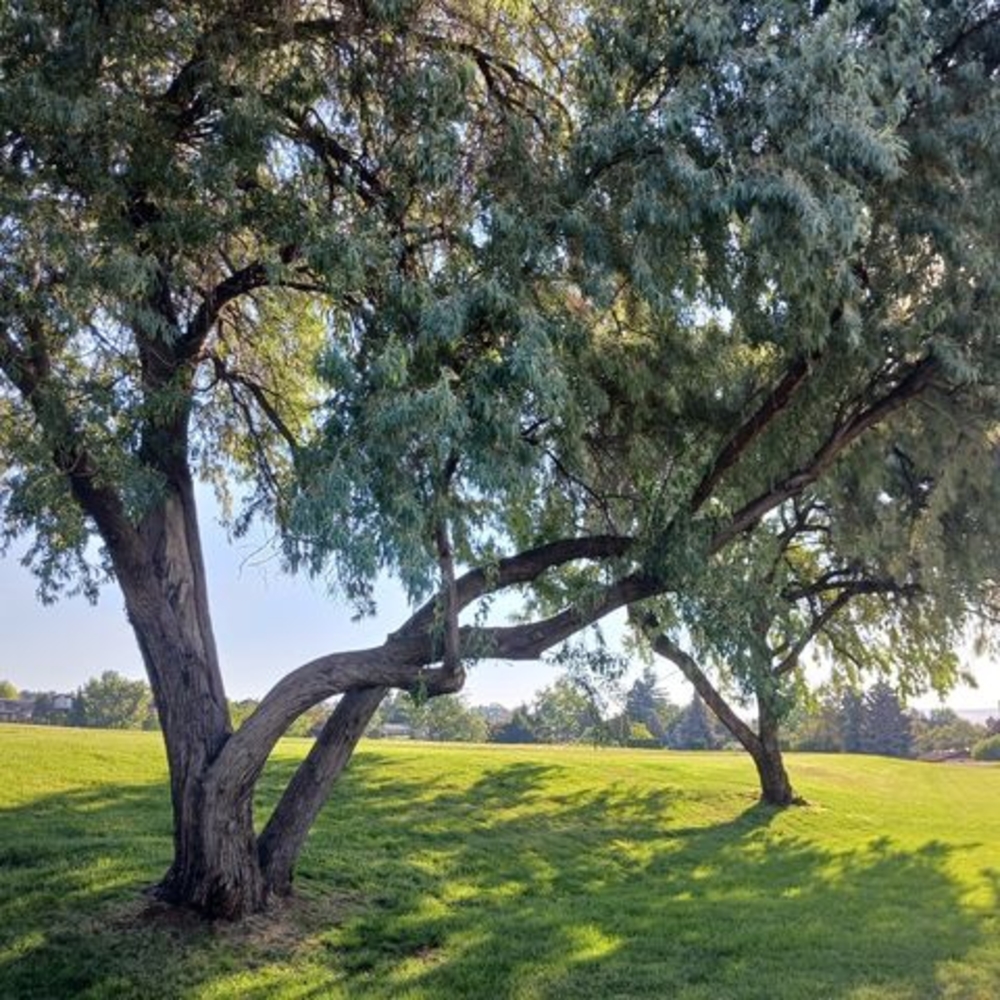 Meet your Posher, Carrie